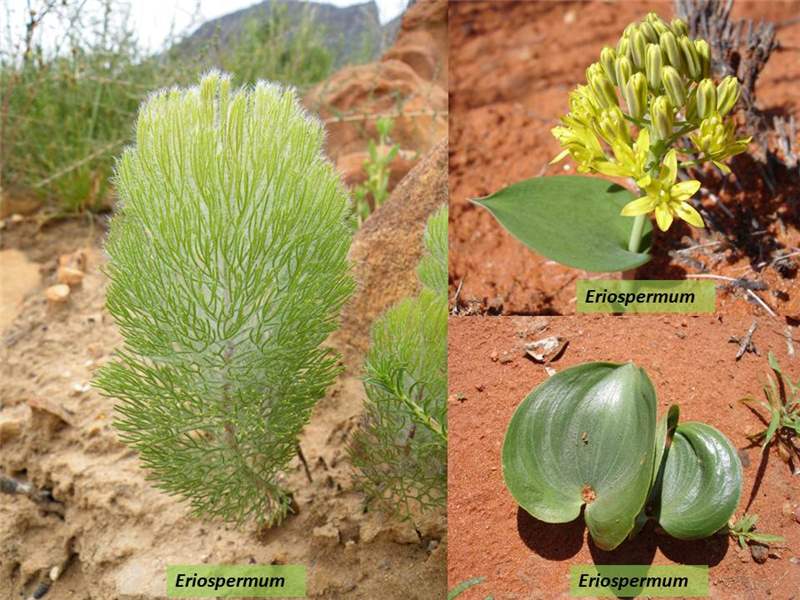 Factsheet -Eriospermaceae